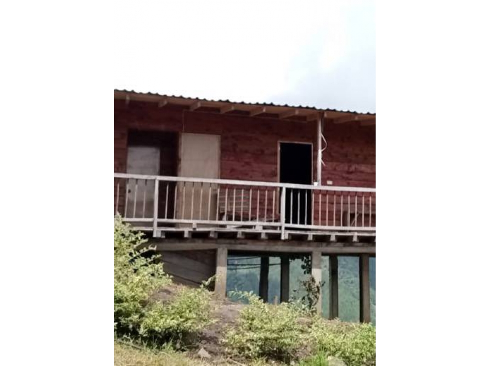 VENDO FINCA DE 39 HECTÁREAS EN AGUACATE HASS EN BELMIRA ANTIOQUIA - 3