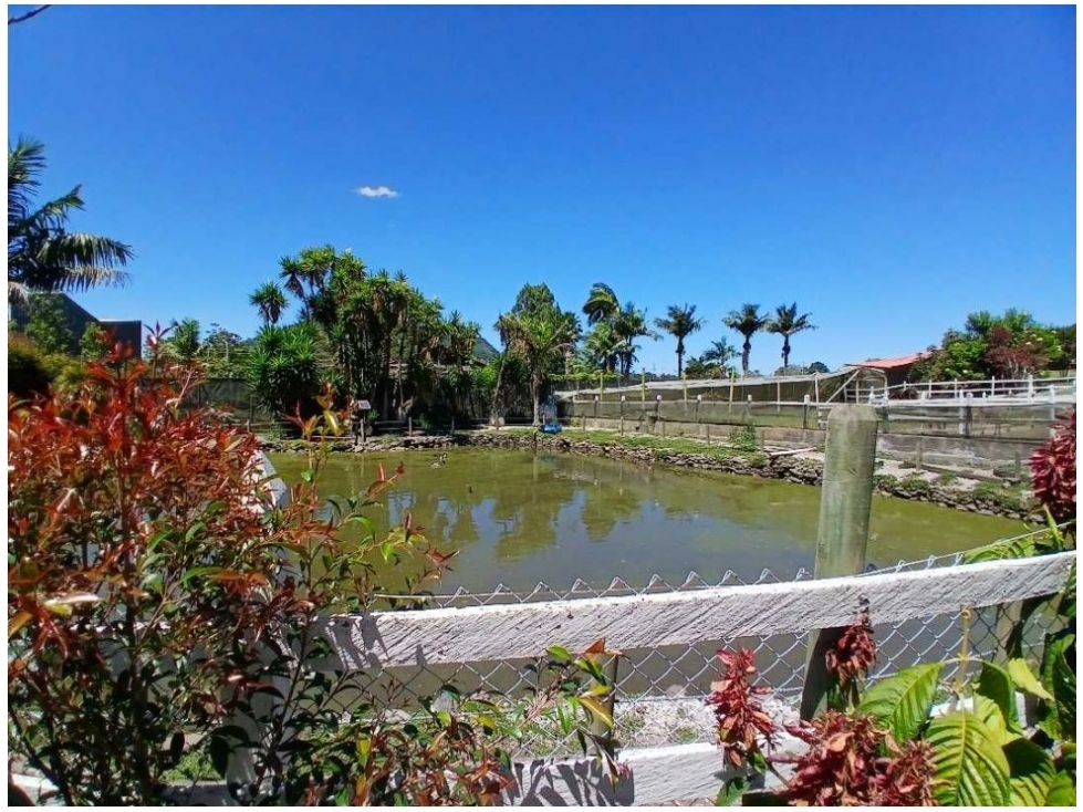 SE VENDE FINCA CABALLISTA EN LA CEJA (CM) - 3