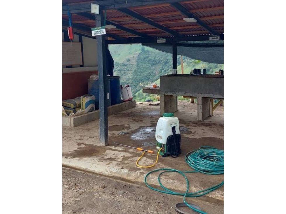 VENDO FINCA DE 39 HECTÁREAS EN AGUACATE HASS EN BELMIRA ANTIOQUIA - 4