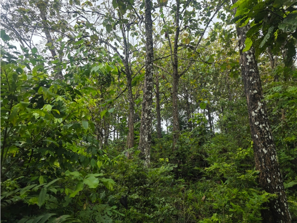 SE VENDE FINCA EN LA DORADA - 4