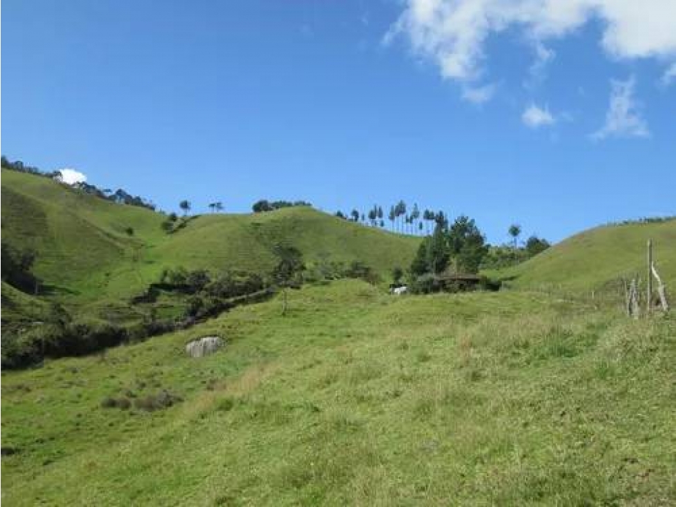 VENDO FINCA AGRÍCOLA DE 2 HECTÁREAS EN SONSÓN ANTIOQUIA - 4