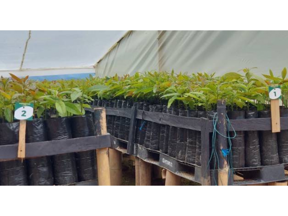 VENDO FINCA DE 39 HECTÁREAS EN AGUACATE HASS EN BELMIRA ANTIOQUIA - 5