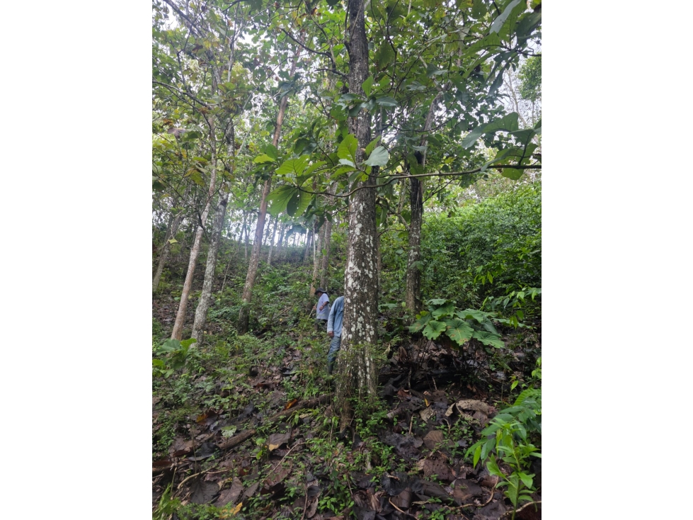 SE VENDE FINCA EN LA DORADA - 5
