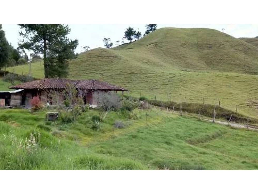 VENDO FINCA AGRÍCOLA DE 2 HECTÁREAS EN SONSÓN ANTIOQUIA - 5
