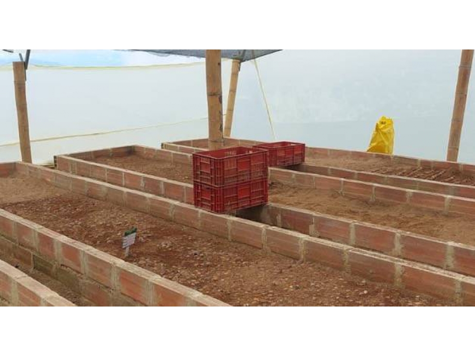 VENDO FINCA DE 39 HECTÁREAS EN AGUACATE HASS EN BELMIRA ANTIOQUIA - 6