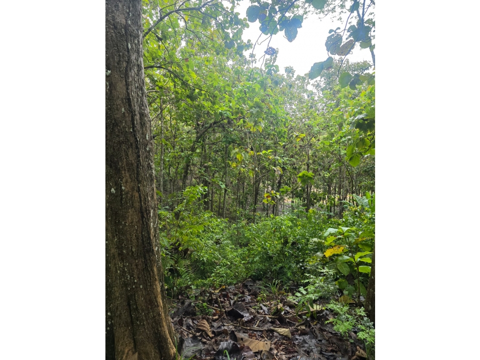 SE VENDE FINCA EN LA DORADA - 6