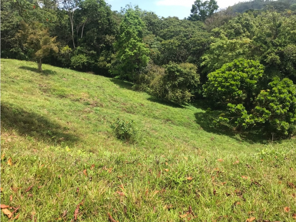 COCLE / PENONOME / 146 HECTAREAS / FINCA GANADERA / RIOS / QUEBRADAS — foto 3