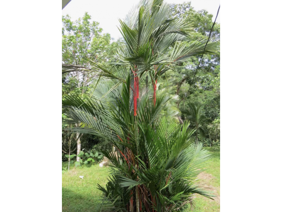 COLON / SABANITAS / 109790M / FINCA CAMPESTRE / VIA PRINCIPAL - 3
