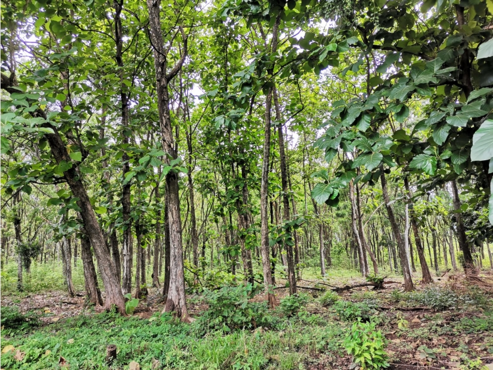 CHAME / FINCA EN BEJUCO / 10 HECTAREAS / CERCA DE LA INTERAMERICANA — foto 2