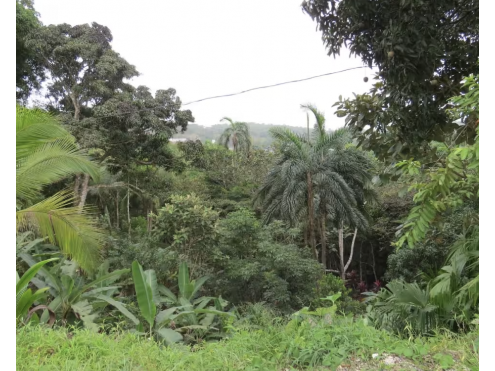 COLON / SABANITAS / 109790M / FINCA CAMPESTRE / VIA PRINCIPAL - 5