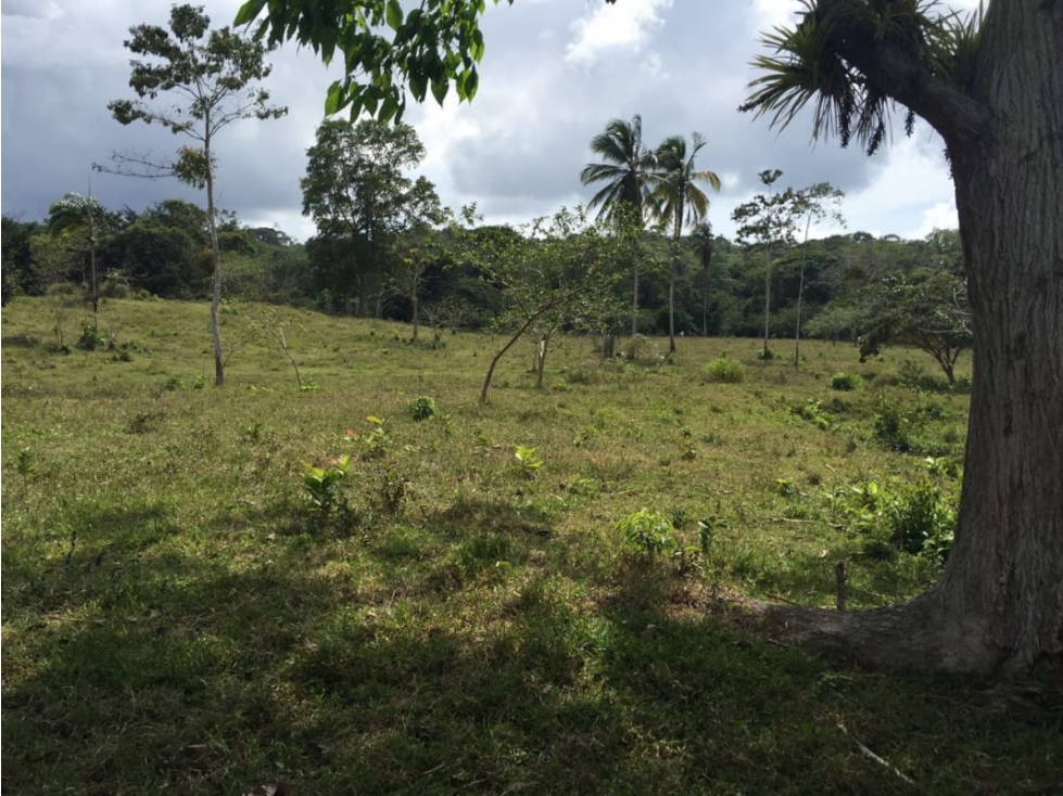 COCLE / PENONOME / 146 HECTAREAS / FINCA GANADERA / RIOS / QUEBRADAS — foto 5