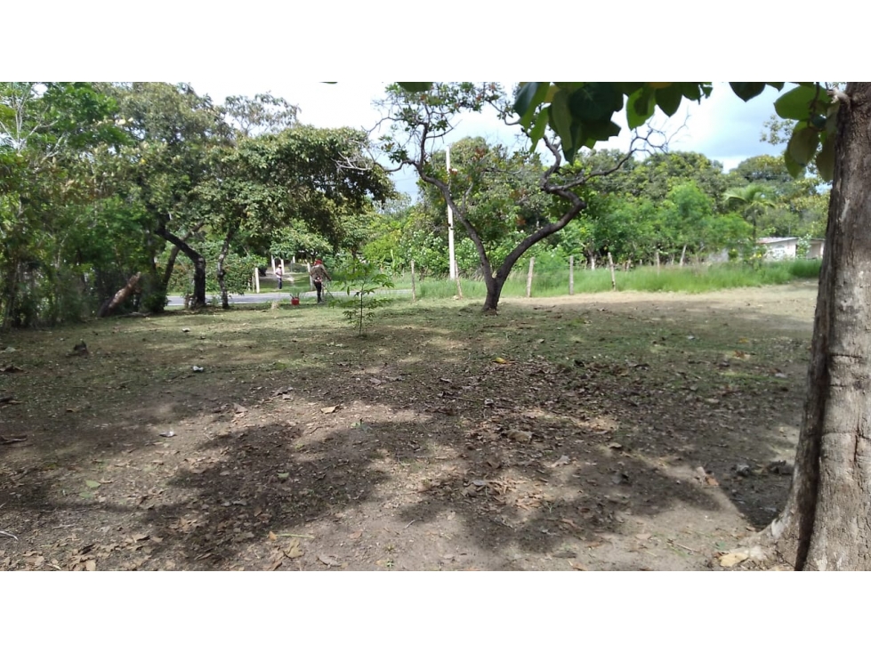 TERRENO / COCLE / SANTA RITA / 9 HECTAREAS / ARBOLES FRUTALES - 1