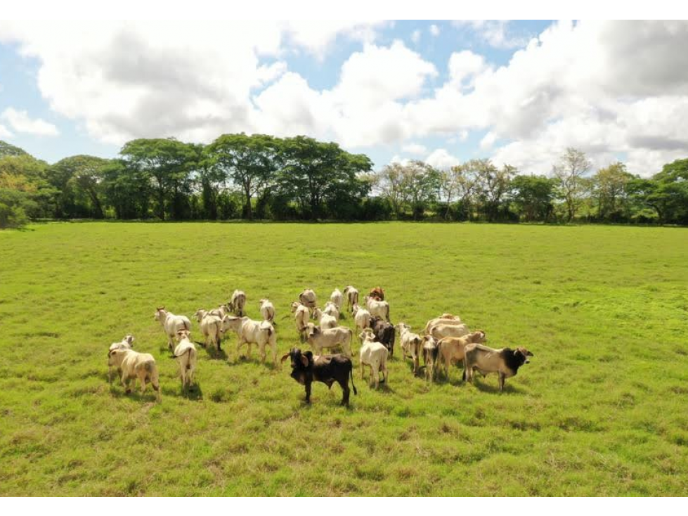 HERRERA / PARITA / 13 HECTAREAS / IDEAL PARA AGRICULTURA Y GANADERIA - 1