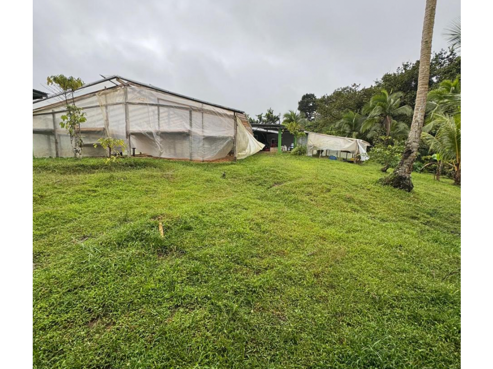 FINCA / COCLE / LA PINTADA / 17 HECTAREAS / FRENTE AL RIO - 2