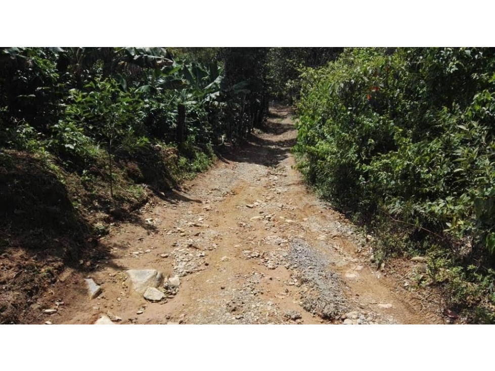 FINCA / 1 HECTAREA / PALMIRA ABAJO / BOQUETE / CHIRIQUI — foto 3