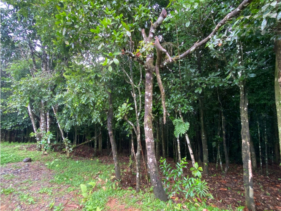 CERRO AZUL / TERRENO / 55 HECATREAS / BOSQUE / RIO / QUEBRADAS — foto 6