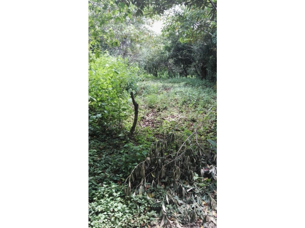 FINCA / 1 HECTAREA / PALMIRA ABAJO / BOQUETE / CHIRIQUI — foto 4