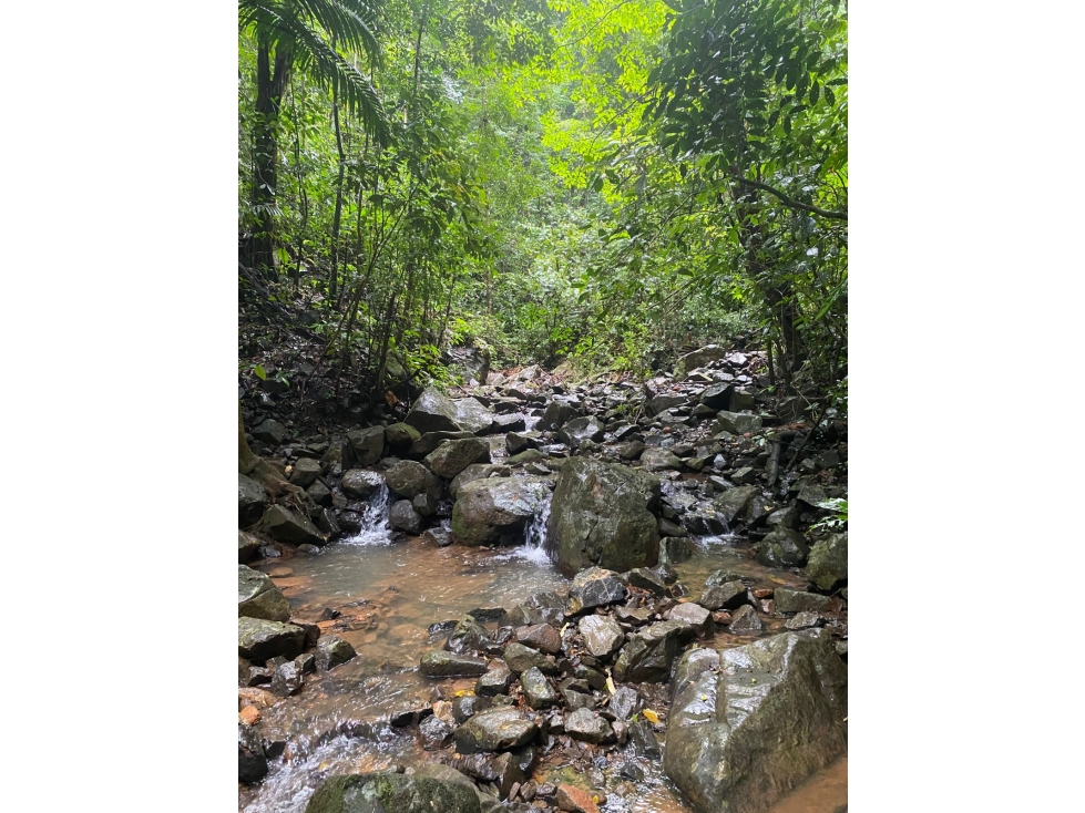 SE VENDE TERRENO 55 HECTAREAS EN CERRO AZUL CERCA DE RIO Y QUEBRADAS