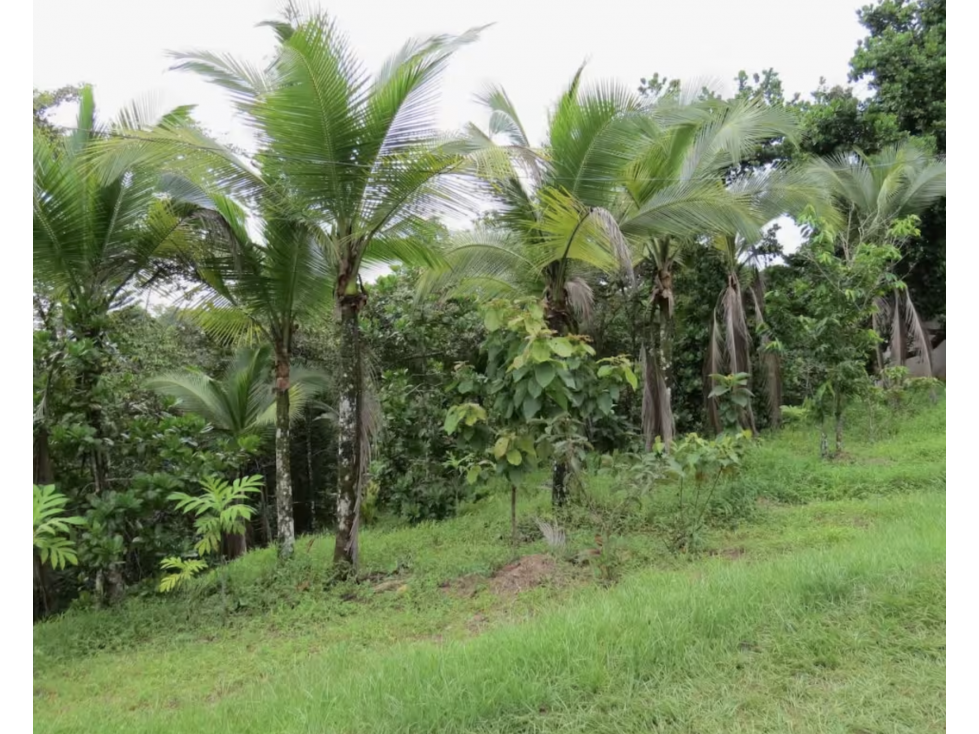 COLON / SABANITAS / 109790M / FINCA CAMPESTRE / VIA PRINCIPAL - 6