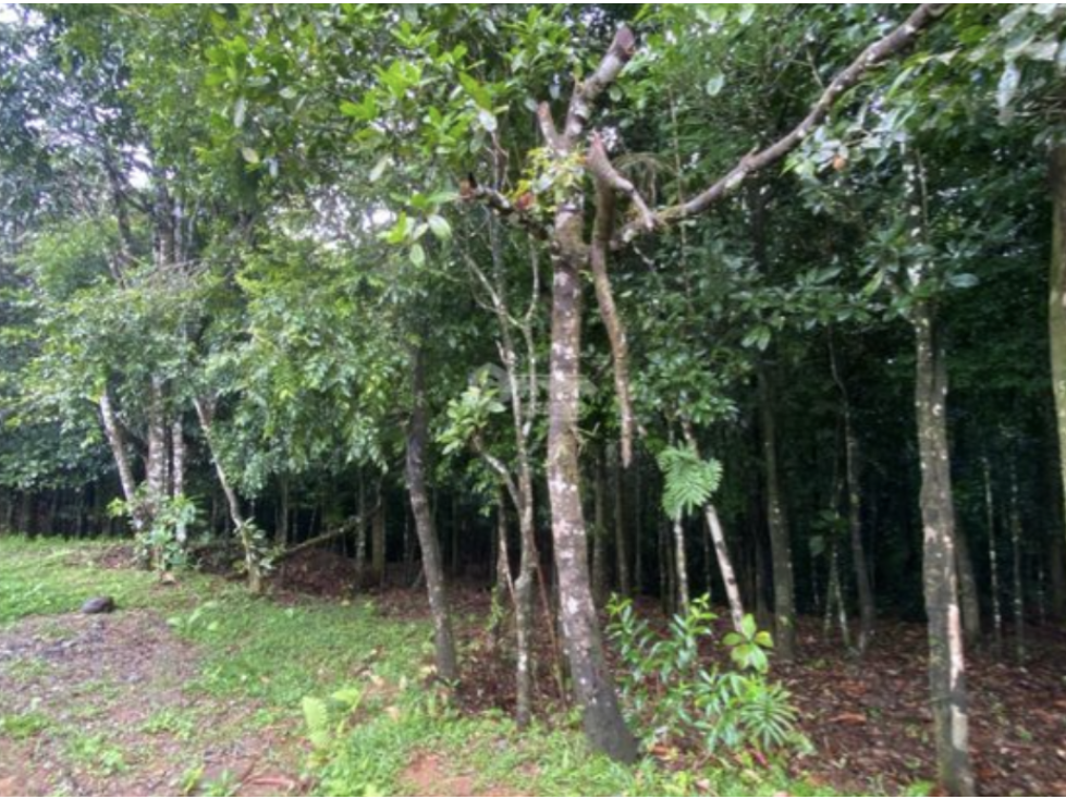 CERRO AZUL / TERRENO / 55 HECATREAS / BOSQUE / RIO / QUEBRADAS