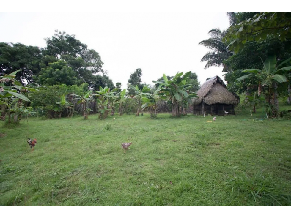 CHILIBRE / FINCA GANADERA / 51 HECTAREAS / CON 2 CASAS - 4