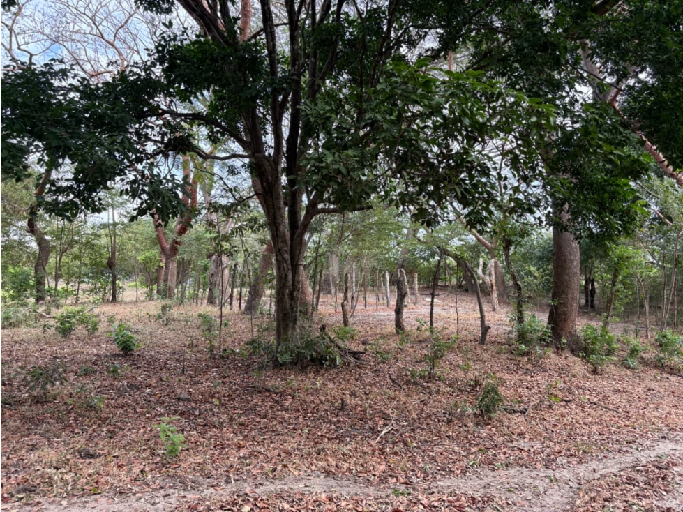 SAN CARLOS / LAS LAGARTIJAS / 250000M / GANADERIA / USO COMERCIAL AG