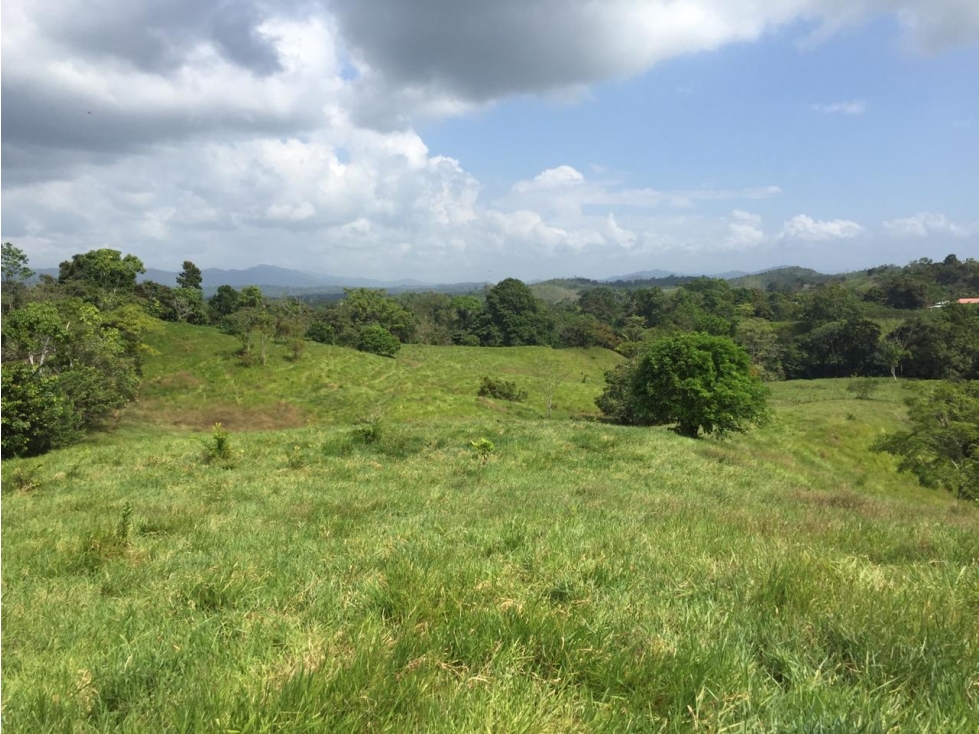 GANGA / COLON / FINCA / BUENA VISTA / 43.5 HECTAREAS / PARA DESARROLLO - 1
