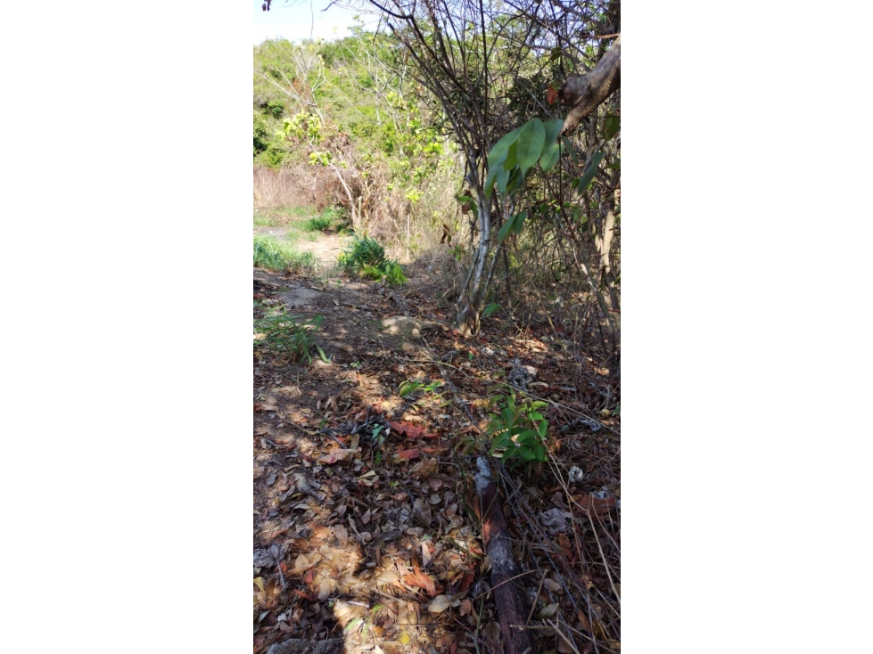 TERRENO / COCLE / SANTA RITA / 9 HECTAREAS / ARBOLES FRUTALES - 2