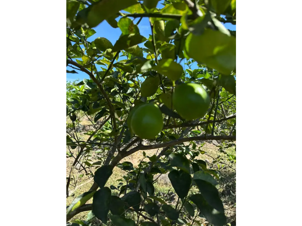 COCLE / CAÑAVERAL / FINCA / 11 HECTAREAS - 2