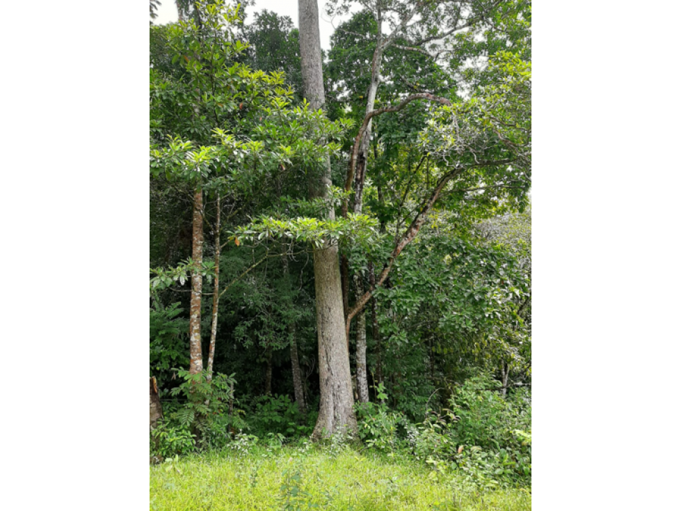 COLON / COSTA ARRIBA / NOMBRE DE DIOS / FINCA / 110 HECTAREAS - 4