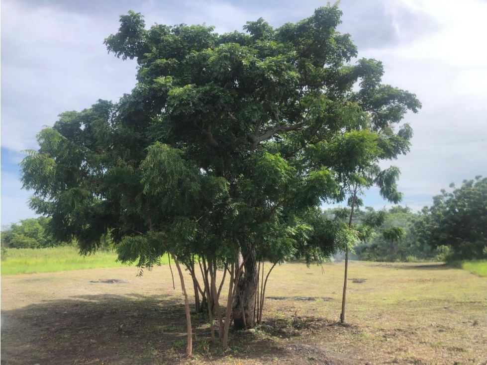 PUNTA CHAME / 1500M / A POCOS METROS DEL MAR / LOTE DE PLAYA AG — foto 4