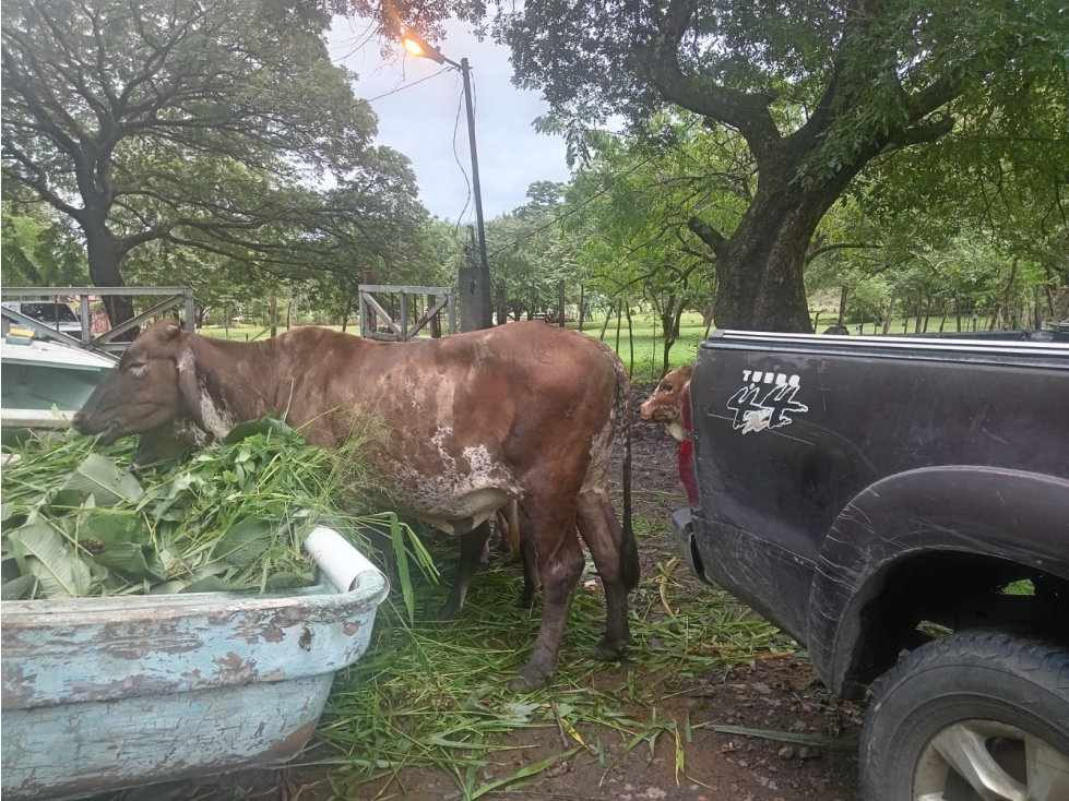 CHAME / EL ESPAVE / 3 HECTAREAS / AMPLIO TERRENO / ZONAS VERDES — foto 3