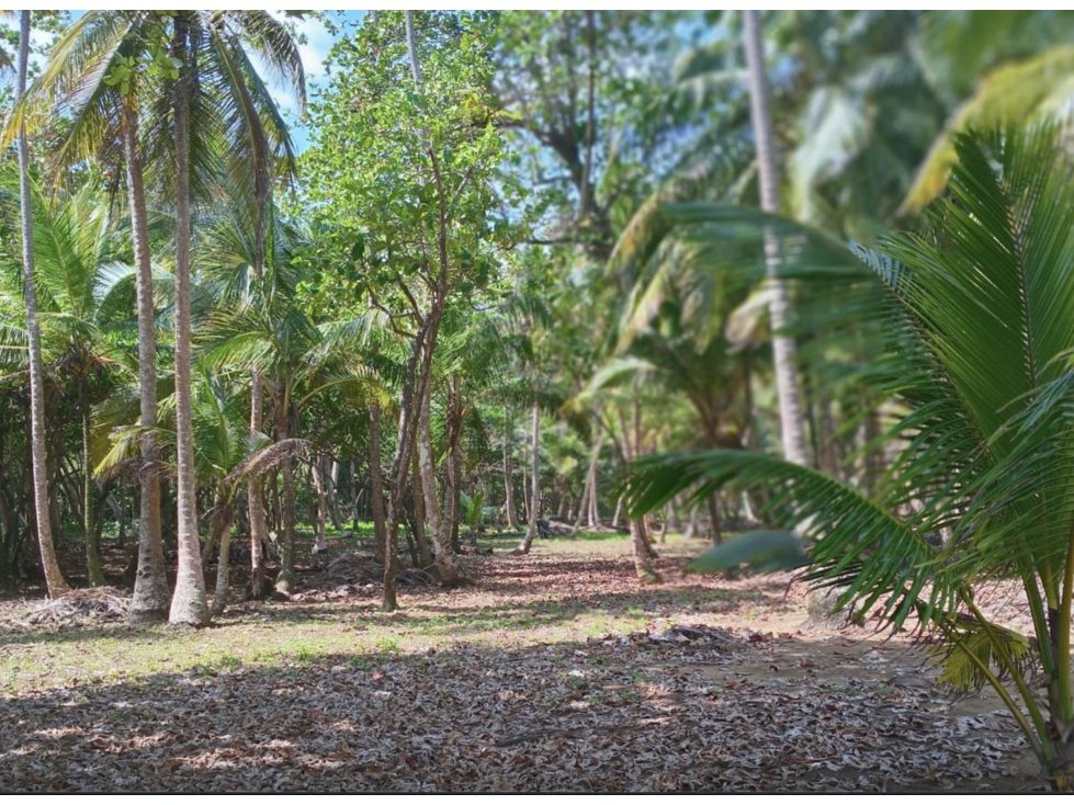 COLON / PLAYA CHIQUITA / 100 HECTAREAS / PARA DESARROLLO FRENTE AL MAR - 3
