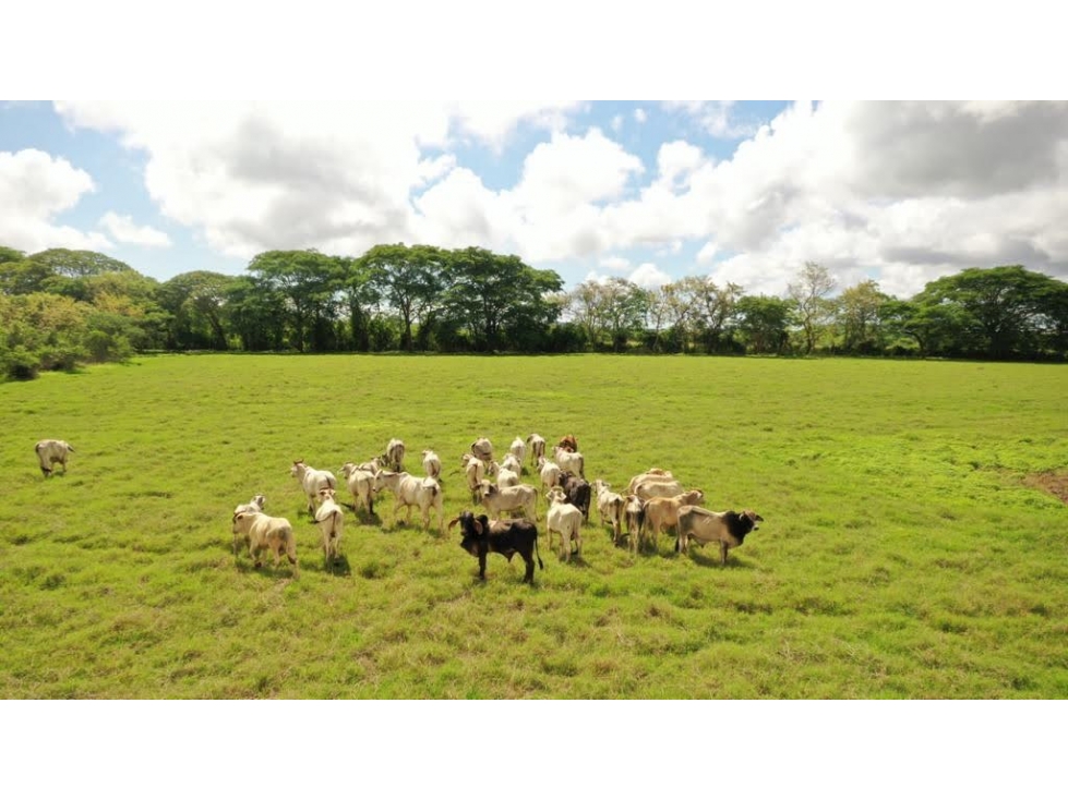 PARITA / HERRERA / IDEAL PARA AGRICULTURA Y GANADERIA / 13 HECTAREAS - 2