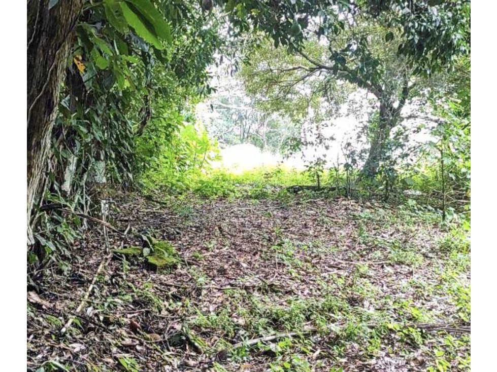 CHIRIQUI / BOQUETE / PALMIRA ABAJO / TERRENO / 1 HECTAREA - 4