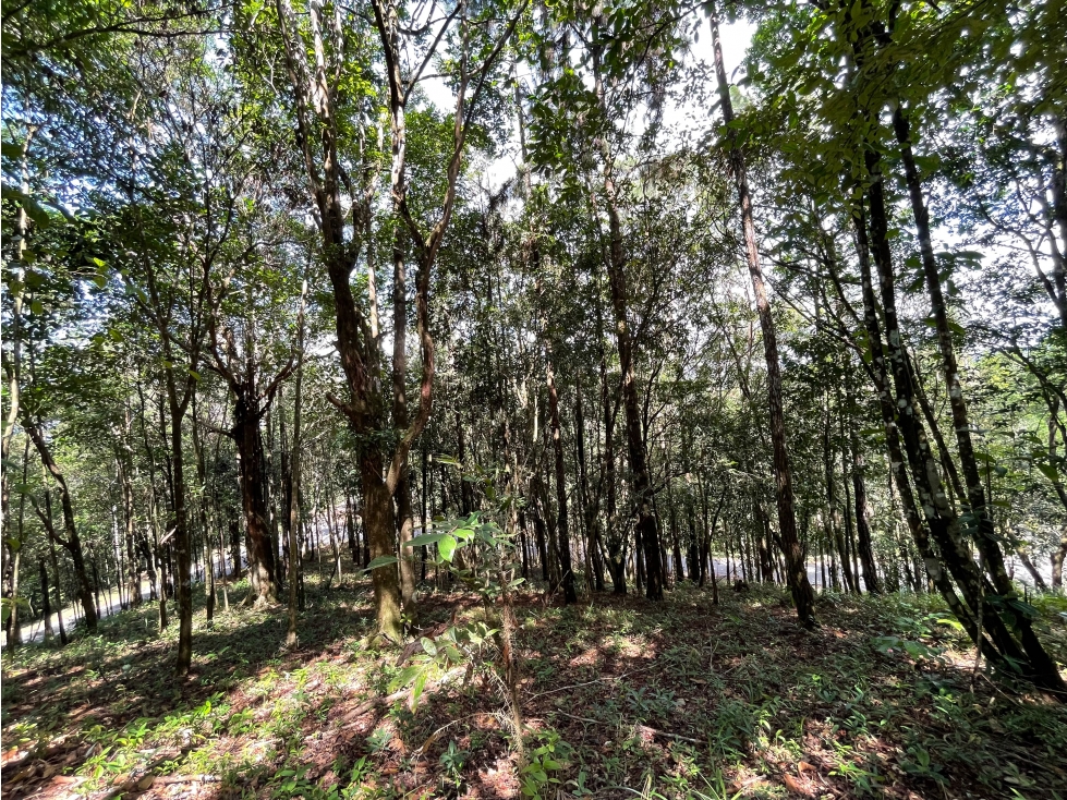 SE VENDE TERRENO EN CERRO AZUL 1301M CON PAISAJISMO Y CLIMA FRIO - 4