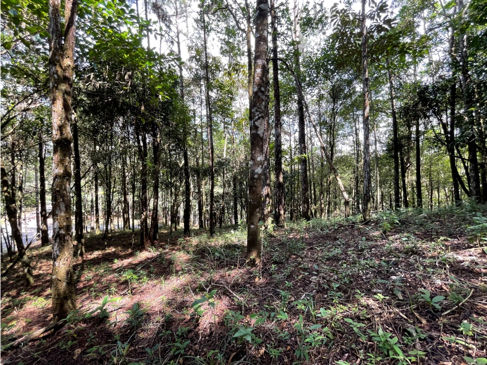 SE VENDE TERRENO EN CERRO AZUL 1301M CON PAISAJISMO Y CLIMA FRIO - 5