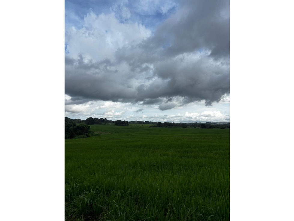 LAS TABLAS / PARITILLA / FINCA / 52 HECTAREAS / ZONAS VERDES - 1