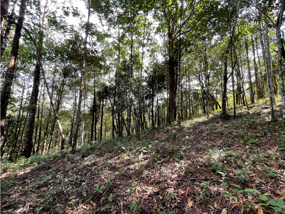 SE VENDE TERRENO EN CERRO AZUL 1301M CON PAISAJISMO Y CLIMA FRIO - 6