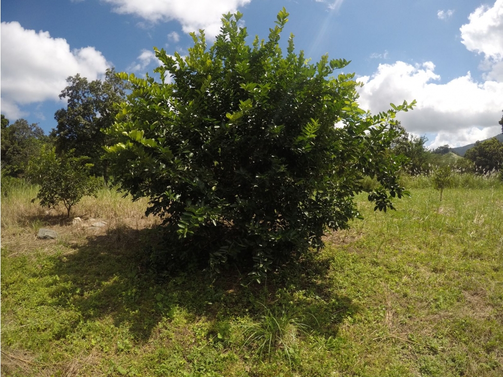 CERRO AZUL / FINCA CON CABAÑA / 52 HECTAREAS / RIO Y CASCADAS - 5