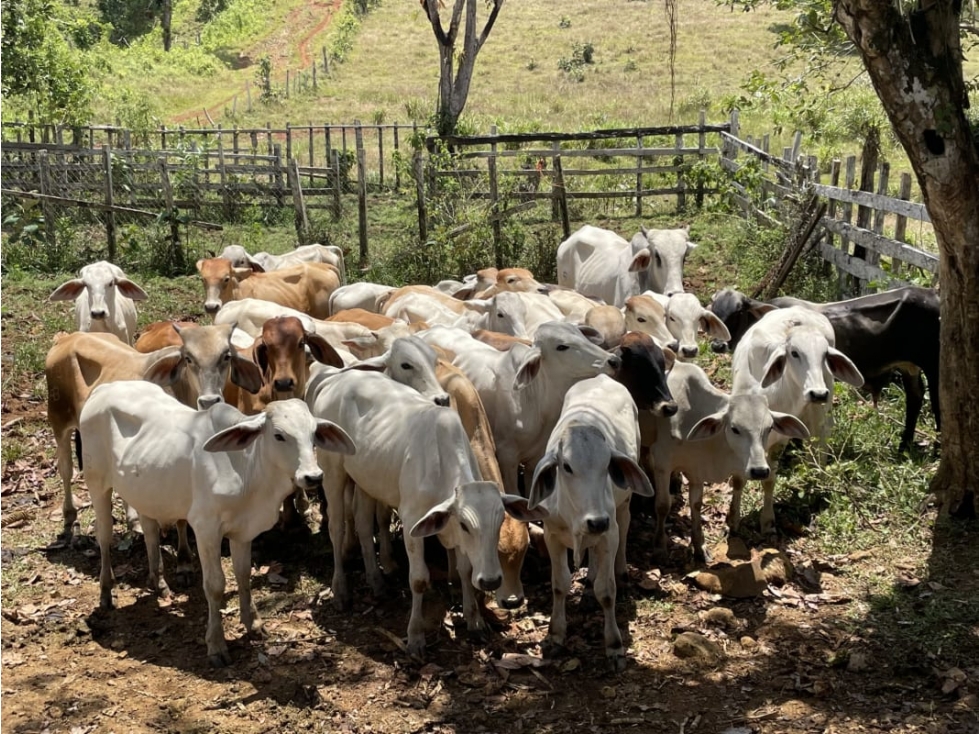 COCLE / PENONOME / 146 HECTAREAS / FINCA GANADERA / RIOS / QUEBRADAS — foto 2