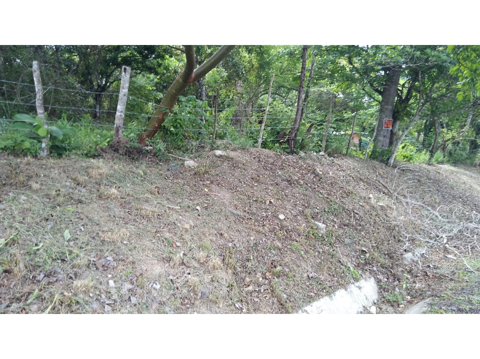TERRENO / COCLE / SANTA RITA / 9 HECTAREAS / ARBOLES FRUTALES - 3
