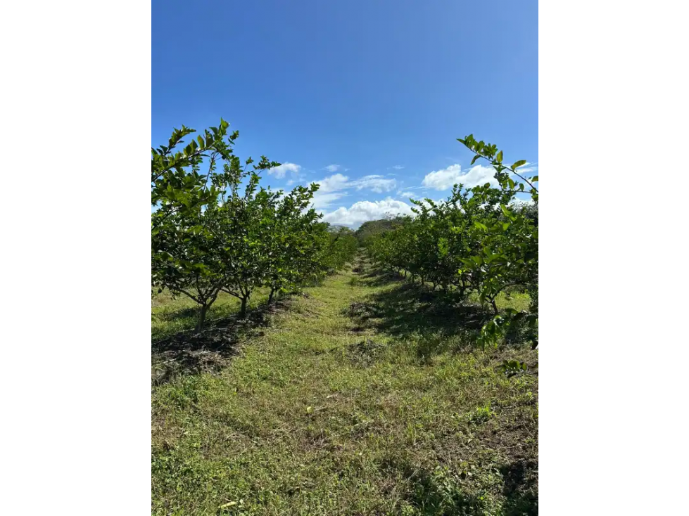 COCLE / CAÑAVERAL / FINCA / 11 HECTAREAS - 3