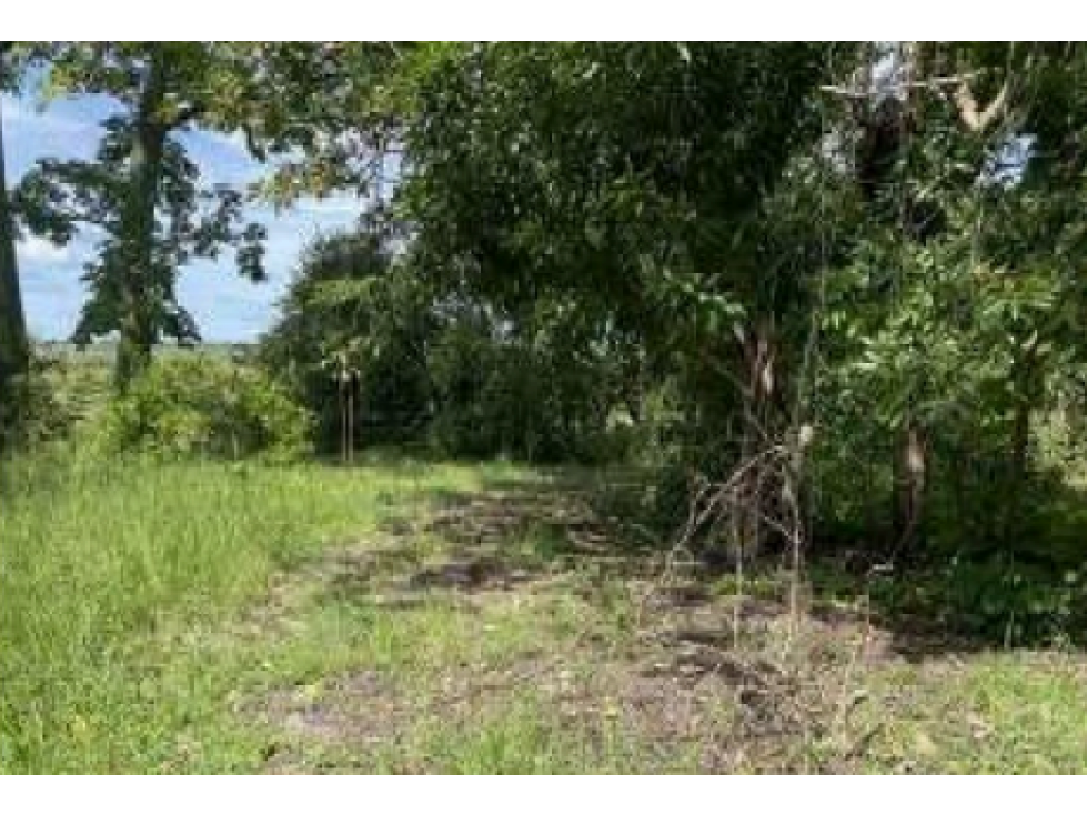 COCLE / LAS GUIAS / 40 HECTAREAS / USO COMERCIAL / SOBRE LA VIA / AG - 3