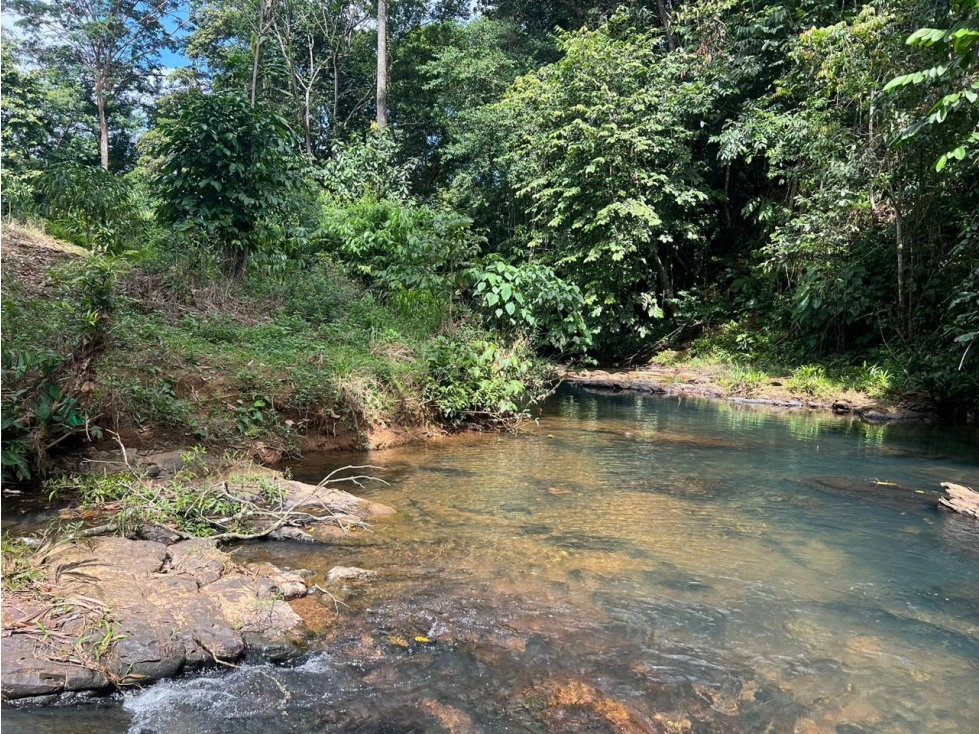 FINCA / COCLE / LA PINTADA / 17 HECTAREAS / FRENTE AL RIO - 1