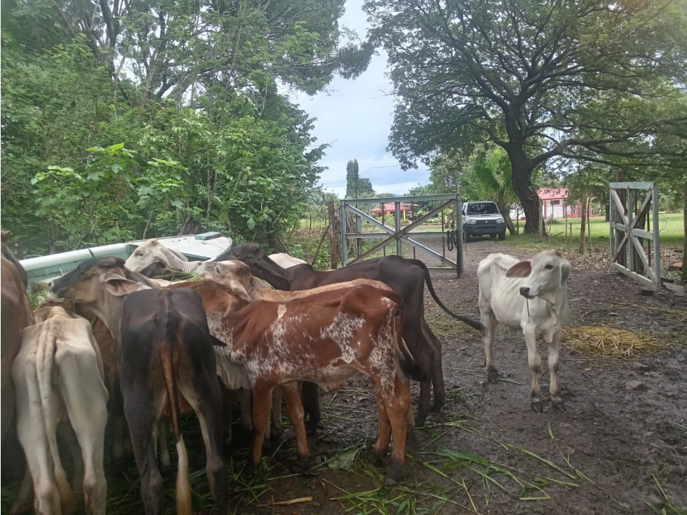 CHAME / EL ESPAVE / 3 HECTAREAS / AMPLIO TERRENO / ZONAS VERDES — foto 4
