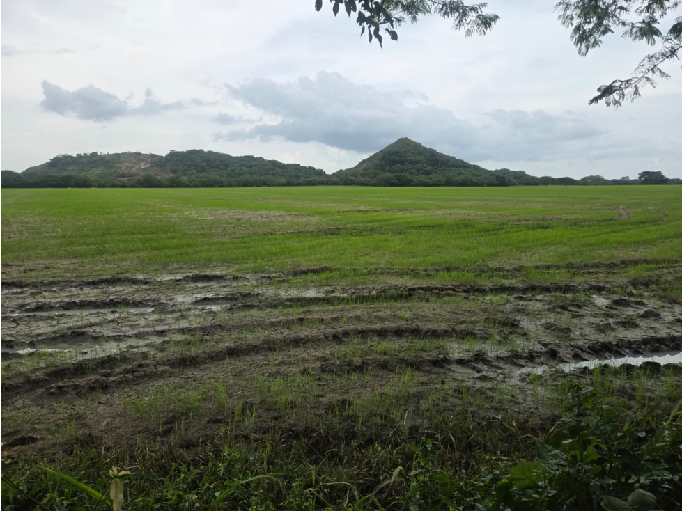 COCLE / PENONOME / 100 HECTAREAS / FINCA ARROCERA / CLIMAS FRESCOS — foto 4