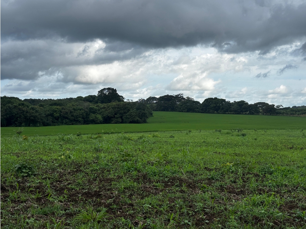 LAS TABLAS / PARITILLA / FINCA / 52 HECTAREAS / ZONAS VERDES - 4