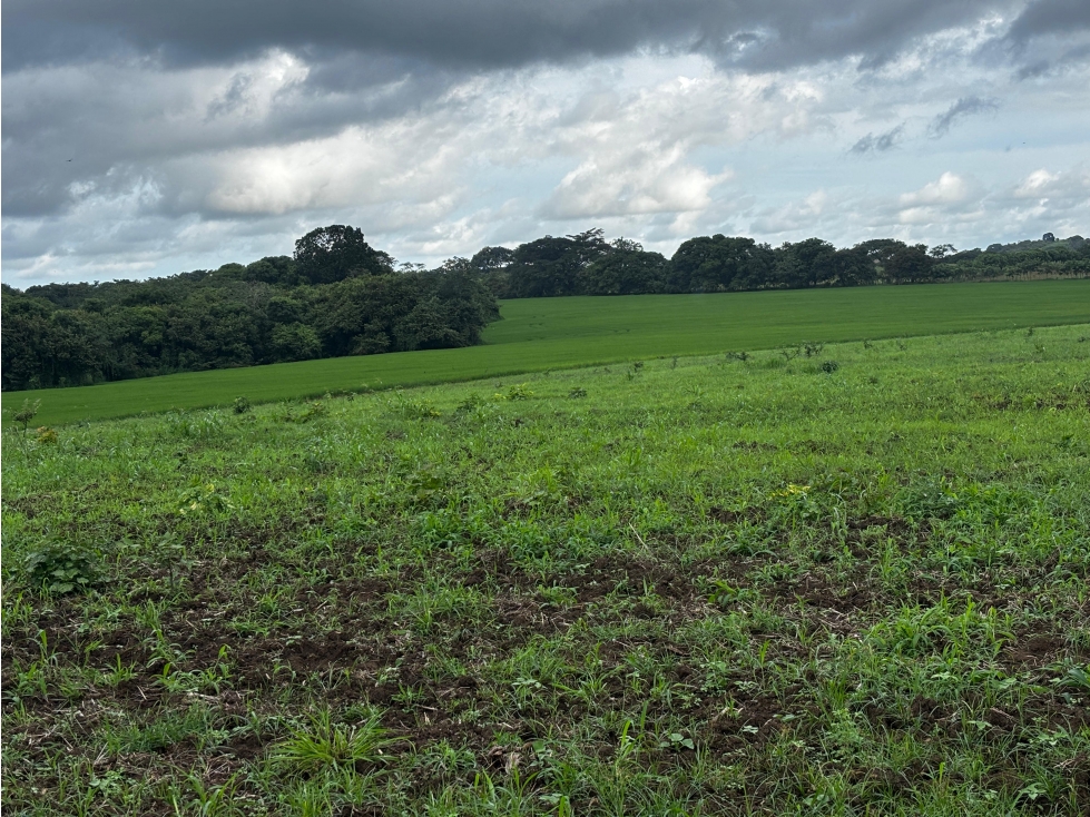 LAS TABLAS / PARITILLA / FINCA / 52 HECTAREAS / ZONAS VERDES - 6