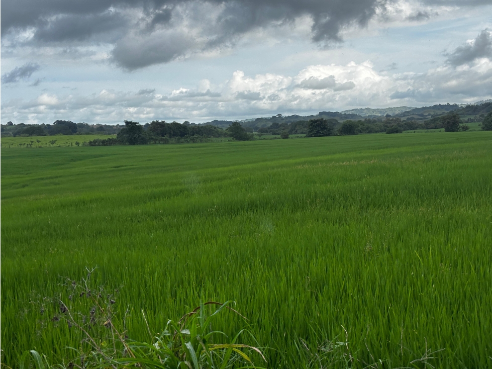 SE VENDEN FINCA EN LAS TABLAS PARITILLA 52 HECTAREAS ZONAS VERDES - 1